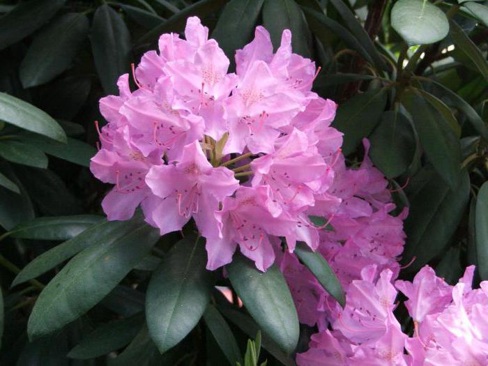 rhododendrons hardy varieties price