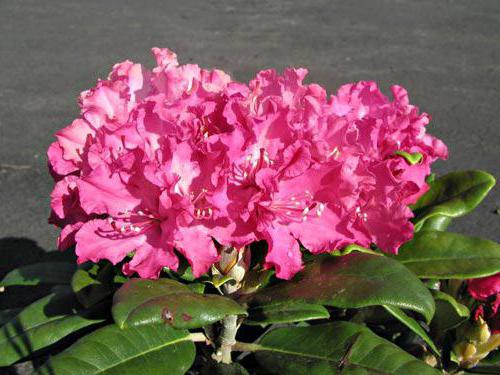 rhododendrons hardy varieties price cultivation