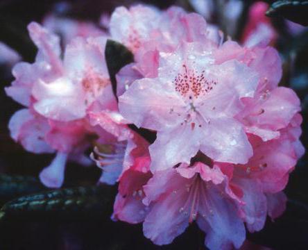 rododendros морозоустойчивые variedades en moscú