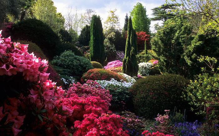 hardy rhododendron species and varieties