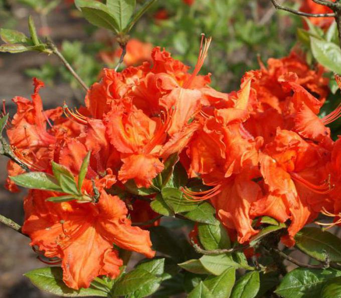 die besten simostojkije Sorten Rhododendron