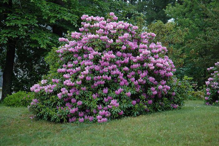 hardy rhododendrons and wintering bushes