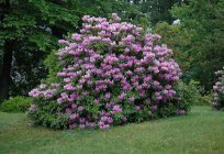 Rhododendrons, hardy varieties: description, characteristics, types, cultivation and reviews