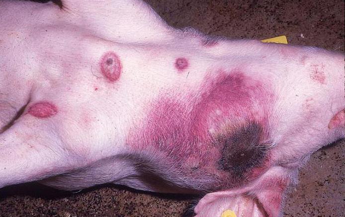 la peste porcina africana riesgo para los seres humanos