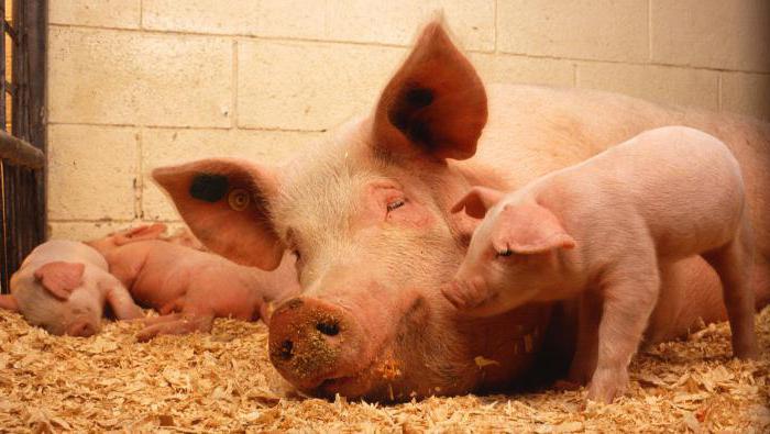 afrikanische Schweinepest eine Gefahr für die menschliche Symptome