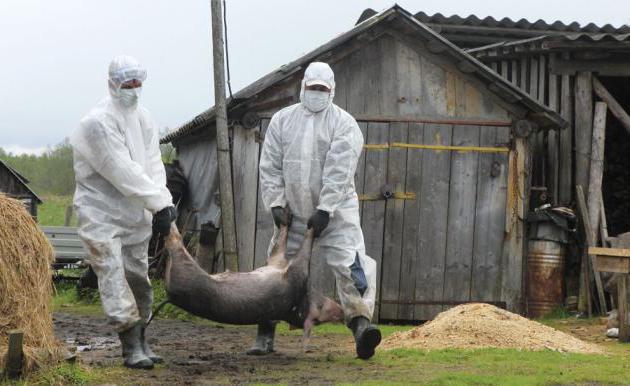 la peste porcina africana es peligrosa si es para el hombre