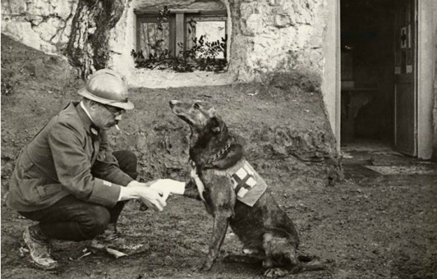 Hunde-Sanitäter während des Krieges