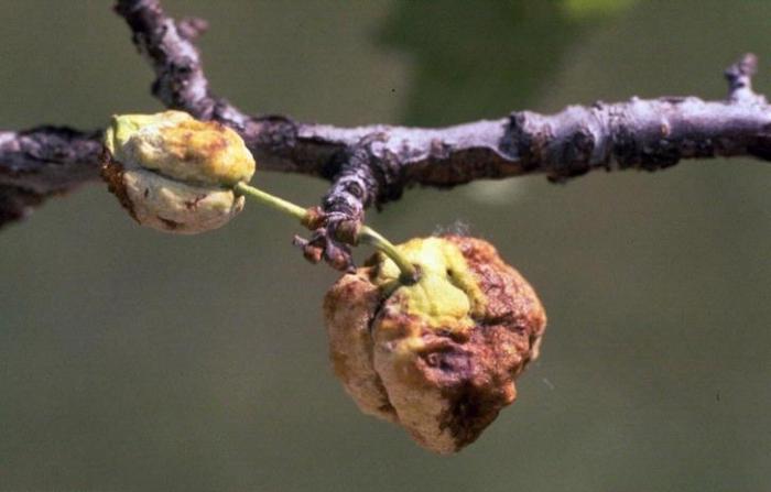 plum diseases and pests