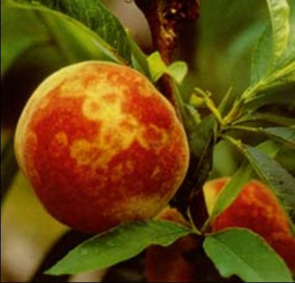diseases and pests of plum photo