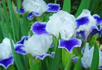 Iris - flower a favorite with many gardeners