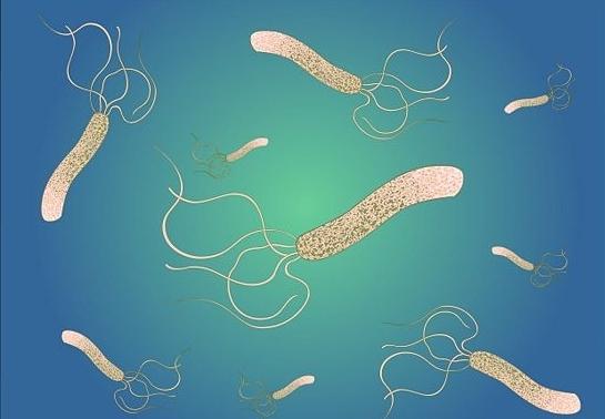 helicobacter pylori tratamento folclóricas meios