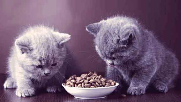 alimento para gatitos los clientes