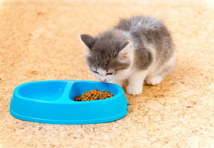 alimento para gatitos los clientes de los veterinarios
