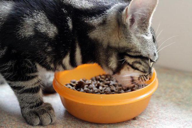 alimento para gatitos qué mejor que los clientes de los veterinarios