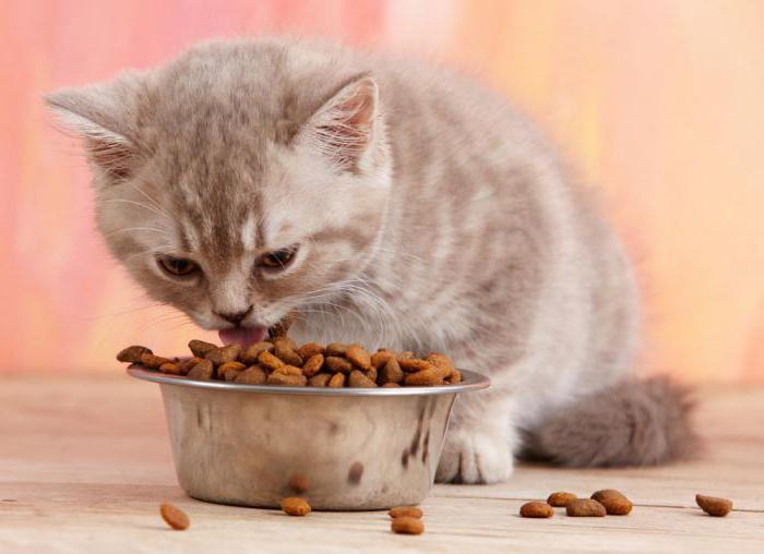 відгуки про кормі кошенят