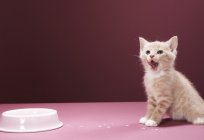 Un buen alimento para gatitos: los clientes de veterinarios