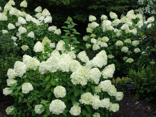 What are the different types of shrubs