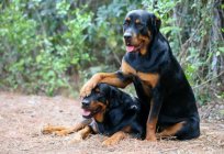 How long does the Rottweiler: average rates, features, and reviews