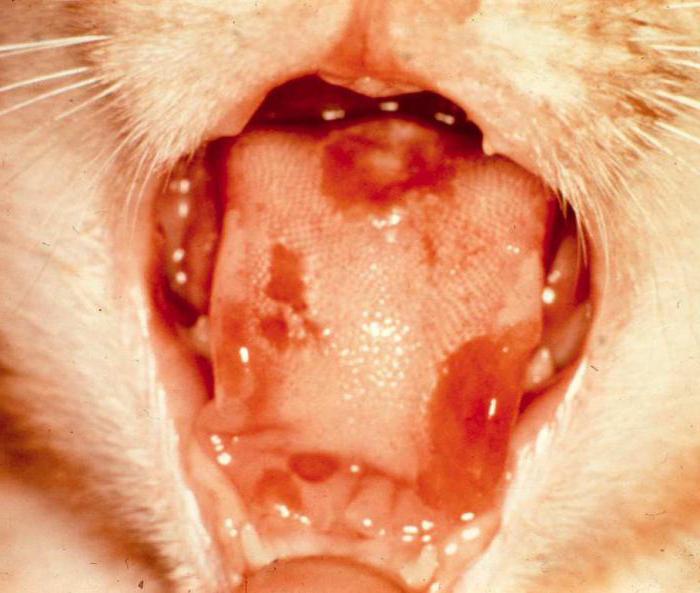 Gangrenous stomatitis in cats