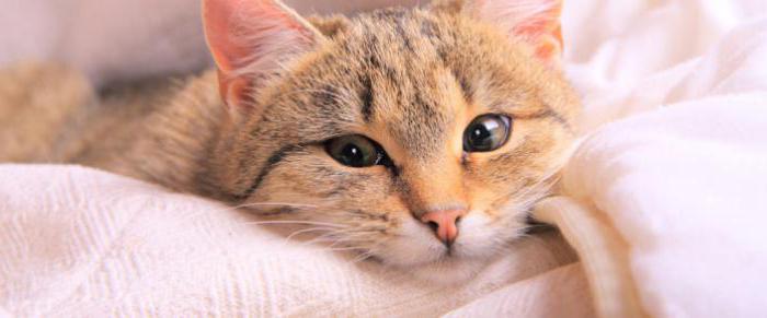 Стоматит у кішок симптоми