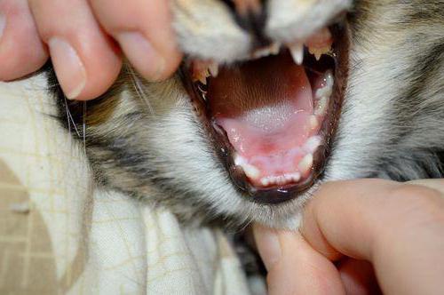 ulcerous Stomatitis in cats
