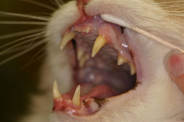 Stomatitis in cats causes