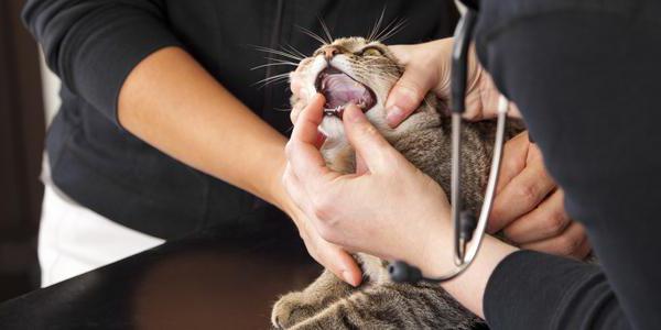 Stomatitis bei Katzen-Behandlung