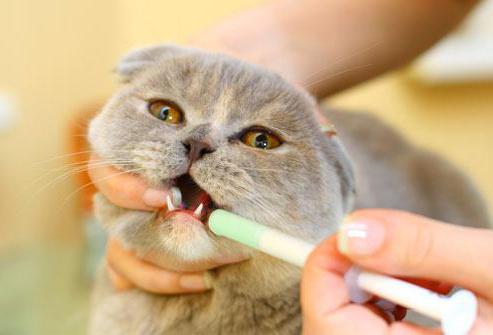 Stomatitis bei Katzen Behandlung zu Hause