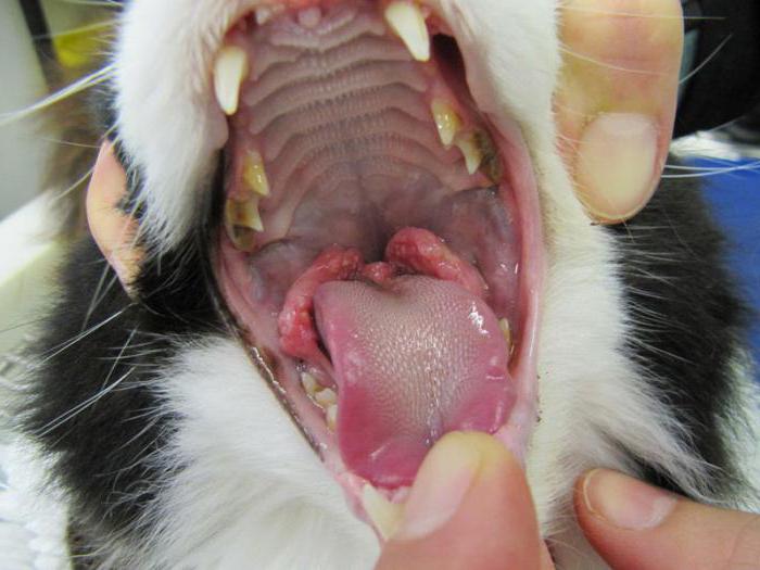 Ulcerative stomatitis with granulations of cats
