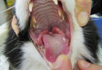 Kangren stomatit kedilerde: nedenleri, belirtileri, tedavisi