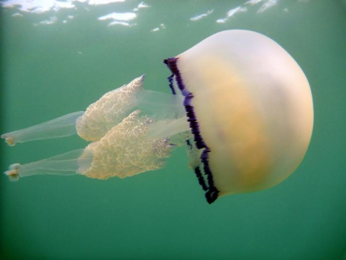 la medusa kornerot