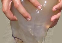 Медуза корнерот – небезпечна красуня