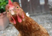 Warum die Hühner picken sich gegenseitig bis aufs Blut?