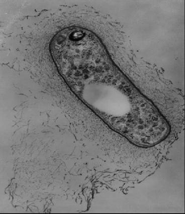 form bakteri