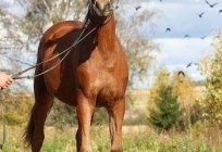 ココ馬の品種：特徴、写真と説明