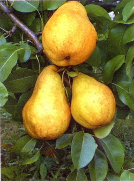 Bryansk beauty pear