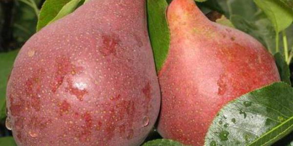 Bryansk beautiful pear reviews