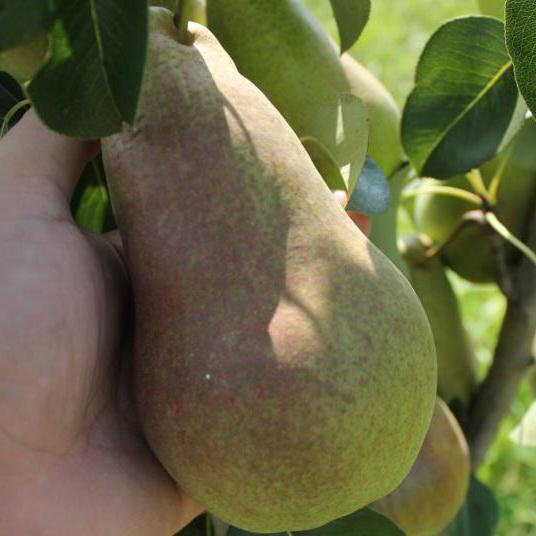 Bryansk beautiful pear description of the photo