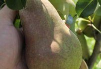 Bryansk beauty: pear Your garden