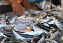 Welche Fische zu züchten in Zentralrussland? Zuchtfische wie Business