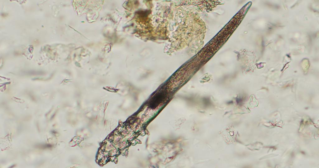 Subcutaneous mite