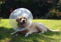 Підшкірний кліщ у собаки: симптоми, діагностика і лікування. Демодекоз у собак