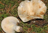 Корисні властивості грибів для людини