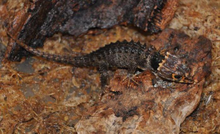 crocodile skink content at home