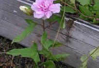 Kalistegiya Terry or Siberian rose