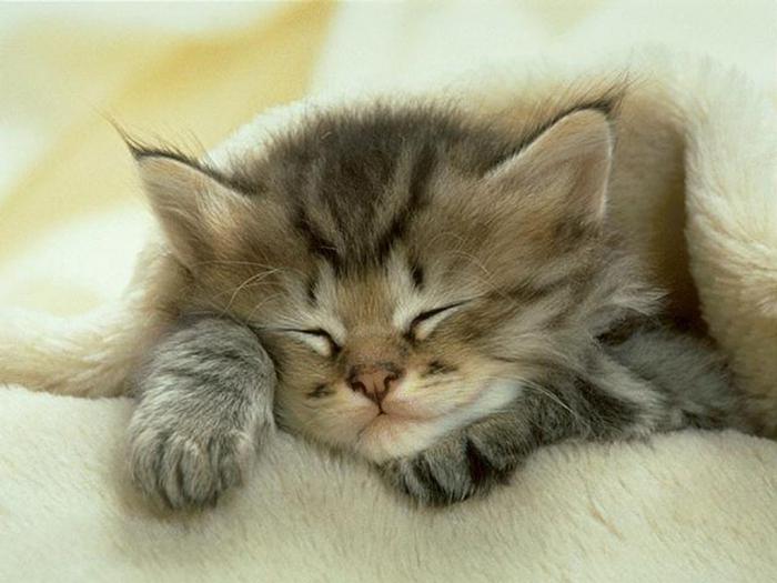  why do cats purr when they fall asleep 