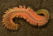 Tipos de vermes: a descrição, a estrutura, o seu papel na natureza