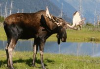 Bison and other large animals of Europe