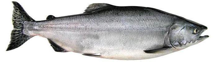 Dishes salmon recipe