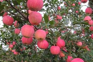 jabłoń fuji opis